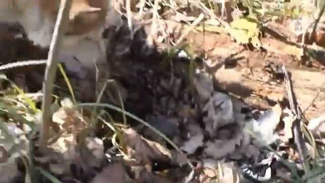 Змея и щенок кто кого смотреть онлайн