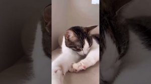 подборка домашних котиков