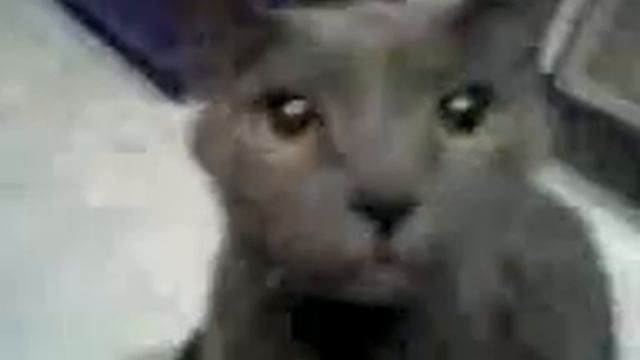 киса василиса смотреть онлайн