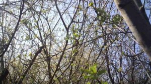 Малый птичий концерт в нашем саду