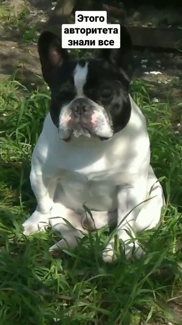 Бульдог Платоша #бульдог #собаки #животные #юмор #смешное #французскийбульдог смотреть онлайн