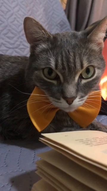🐾 Почитание кошек в Японии удивляет, во что только люди не верят…  Мы с котом весело живем 🐈⬛