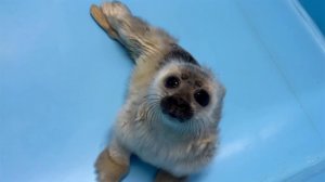 В Центре изучения и сохранения морских млекопитающих под Петербургом спасают малышей тюленей и нерп.