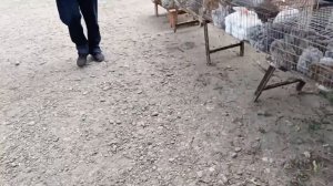 ОБЗОР ПТИЧЬЕГО #РЫНКА / ДОМАШНЯЯ #ПТИЦА