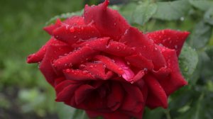 Музыка дождя....  Александр Кэтлин