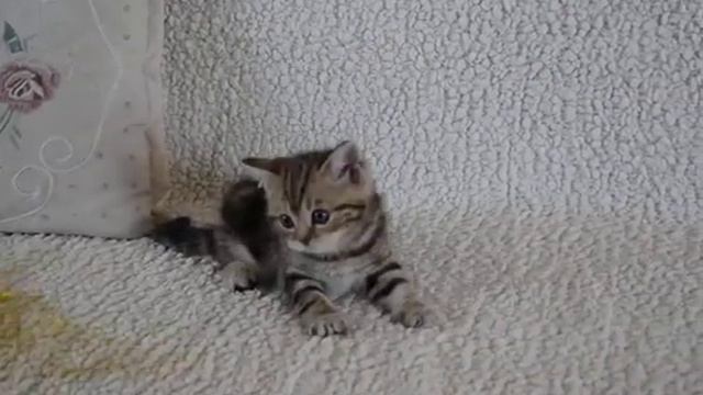 DSC 6767 смотреть онлайн