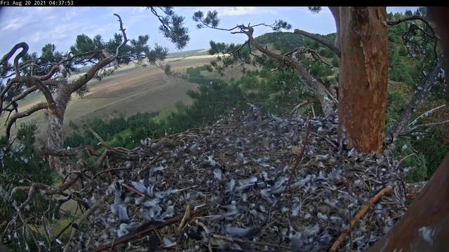 20.08.2021 7:47 ВОрон или техника? смотреть онлайн