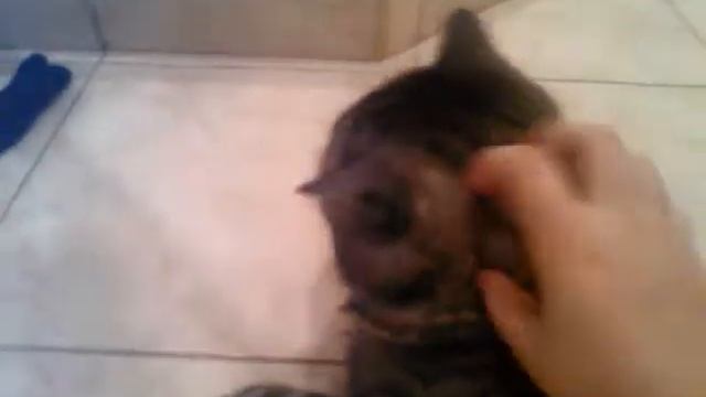 Мой кот Рысик смотреть онлайн