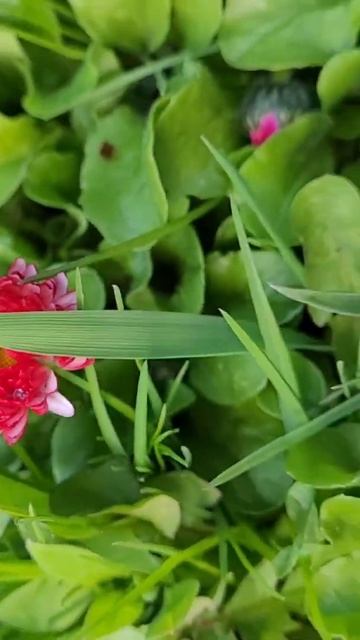 МАРГАРИТКА проверено сотнями ЛЕТ. https://ok.ru/profile/544945164547/statuses/153860215343107 смотреть онлайн