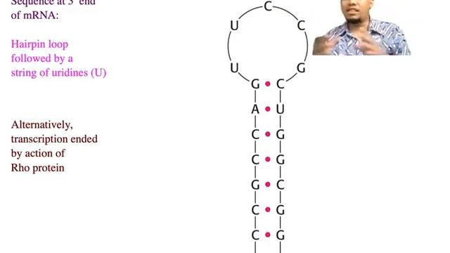 Genetic Code and Protein Synthesis