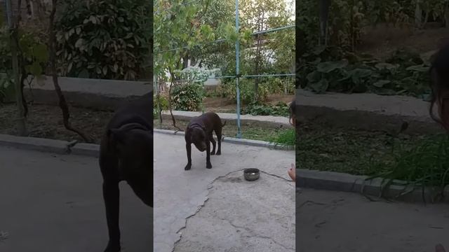 поёт собака Пит буль смотреть онлайн