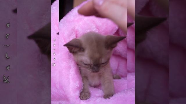 Шоколадный бурманский котёнок Karina Freya Way*RU смотреть онлайн