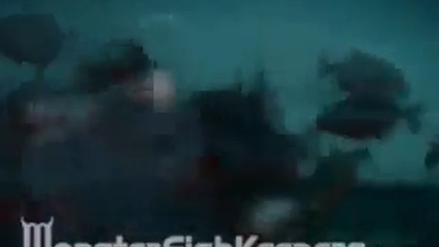 Piranha vs Stingray - MonsterFishKeepers.com смотреть онлайн