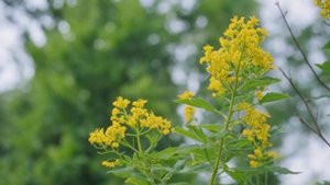 Душистый табак - Советы для цветника
