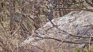 скала Церковка в Белокурихе