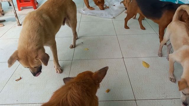 Mấy chú chó thích ăn bánh sữa смотреть онлайн