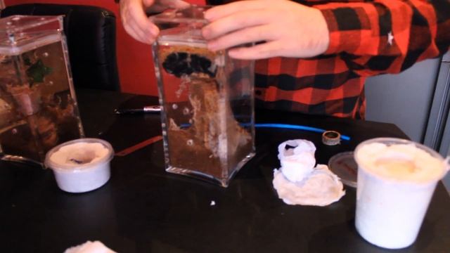 Tartan Tarantulas Unboxing #24 "P. Subfusca & P.???" смотреть онлайн