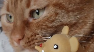 Классное видео о рыжем коте-180 выпуск.