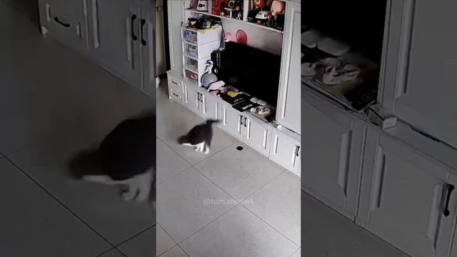 Кошачий беспредел)))