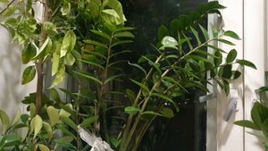 Я жив пока...