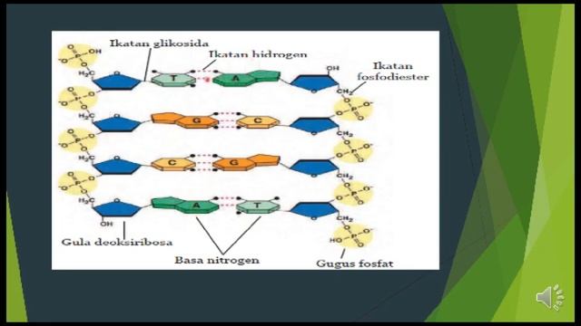 Media Pembelajaran Biologi Berbasis TIK “Struktur & Fungsi DNA” смотреть онлайн