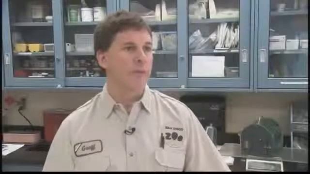 Очень прикольный клевый маленький коала!!! смотреть онлайн