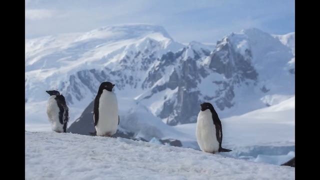 Antarctica - World's Coolest Wildlife смотреть онлайн