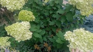 video_2025-04-12_00-25-18