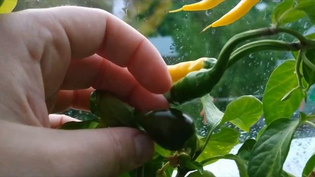 Огород на окошке - 2020 смотреть онлайн