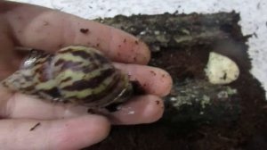 Улитки Лимиколярии и Караколусы. Знакомство с моими улитками.