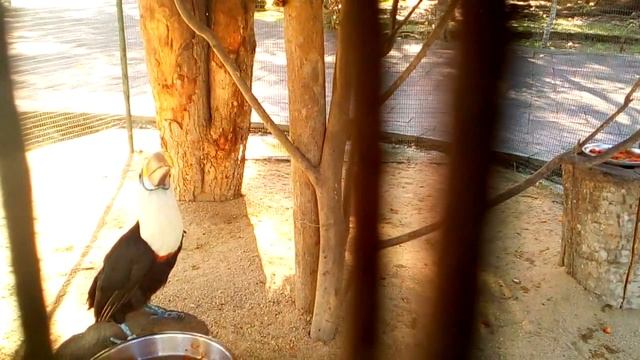 Have you ever heard a tucan's voice? смотреть онлайн