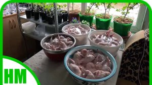 11 апреля. Забой перепелов. Я очень довольна.