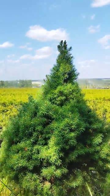 Ель Канадская Коника