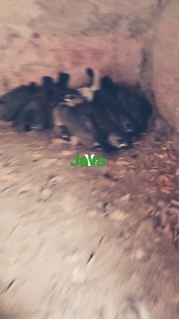 Java sparrow @njm505#birds #shorts #share смотреть онлайн