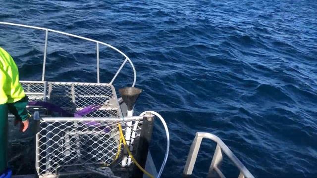 Австралия.Заключительный Кейдж Шарк Дайвинг с 'Калипсо' у 'Нептуновых Островов".Сентябрь2018 смотреть онлайн