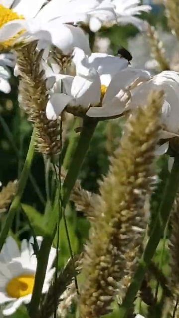 Ромашка белая, лепесточки нежные ...... смотреть онлайн