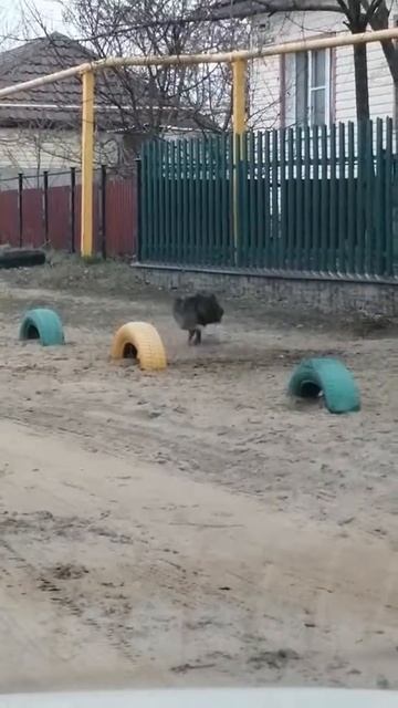 Собака юла смотреть онлайн