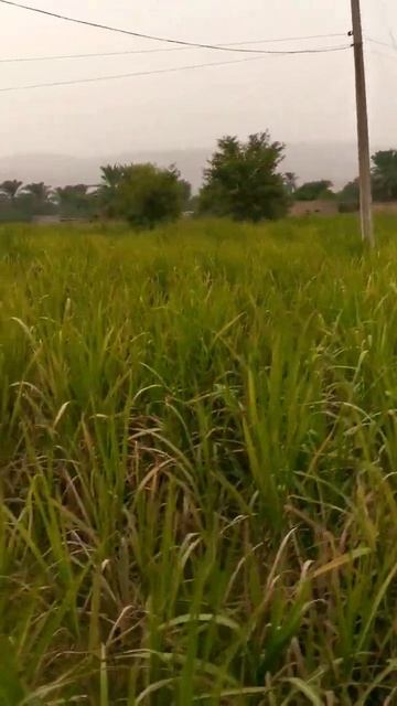 nature beauty short video of beautiful village scene #shortyoutube #trendingshorts #greenland #gree смотреть онлайн