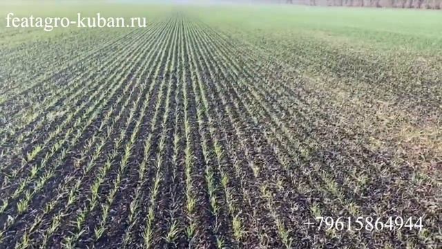 НаумАгро. Посевы пшеницы.  Посевной комплекс FEATAGRO S-9600 Виктория