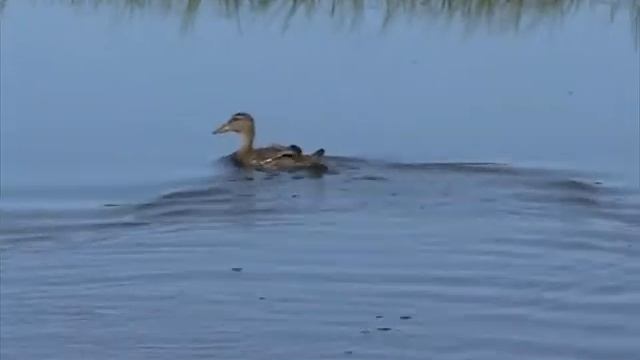 На свободу утку смотреть онлайн