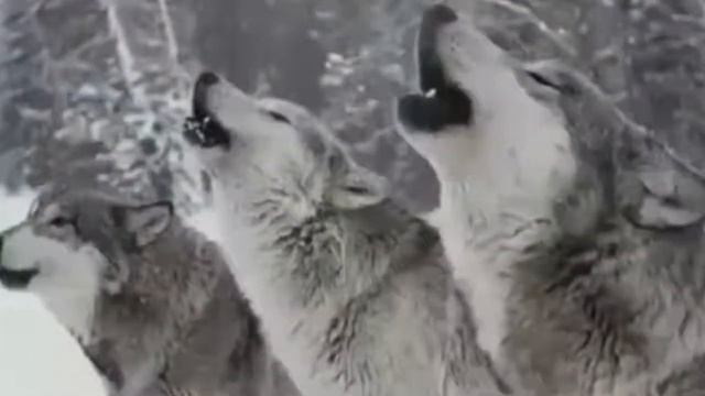 ты даже неподозревал что волк и челове ....