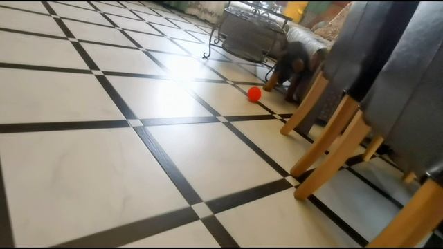 Щенки немецкой овчарки 2 мес