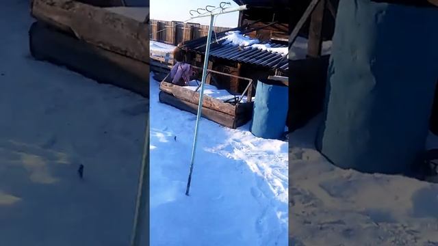 Курочкам йодинол купил для профилактики.