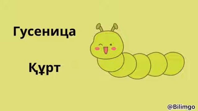 Насекомые| жәндіктер| русский язык с нуля