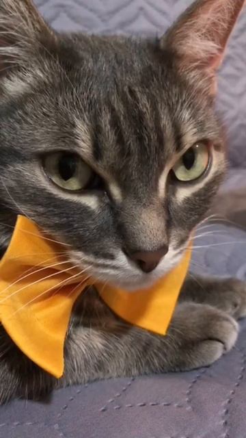 🐾 Этикет. Зачем в общественных местах в гардеробе зеркало 🪞   Мы с котом весело живем 🐈⬛