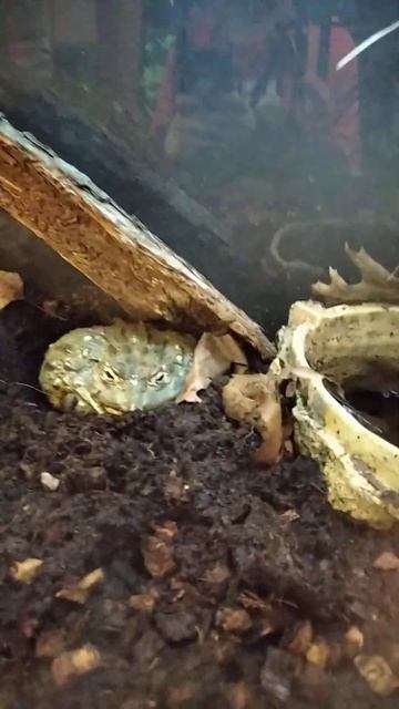 ОЧЕНЬ БОЛЬШАЯ ЖАБА смотреть онлайн