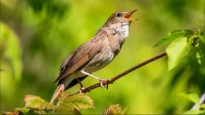 Красивое Пение Соловья в Природе. Голос Соловья