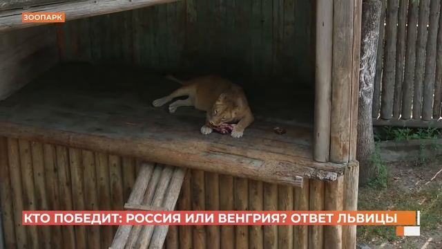 Ростовская львица предсказывает результаты соревнований на олимпиаде в Токио