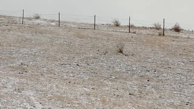 Настоящий крысолов! Смотреть до конца! смотреть онлайн