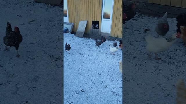 Доброго морозного утра из деревни🏠